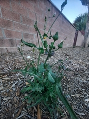 Sonchus asper