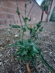 Sonchus asper
