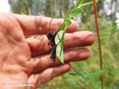 Oncopeltus orourkeae