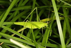 Ducetia japonica