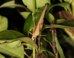 Ducetia japonica
