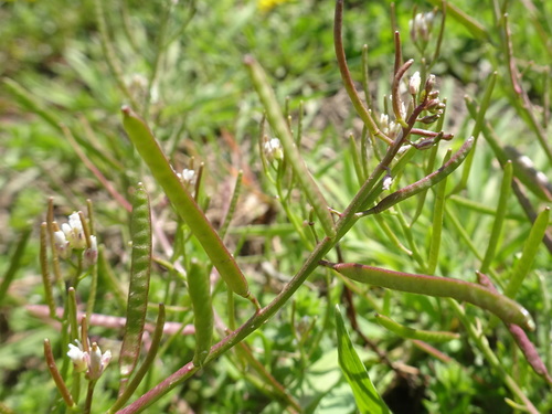 Image of Planodes virginicum by (c) Thomas Koffel, some rights reserved (CC BY)