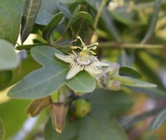 Passiflora suberosa litoralis