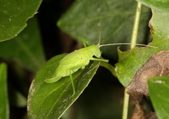 Ducetia japonica