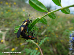 Oncopeltus orourkeae