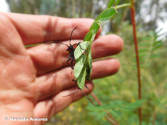 Oncopeltus orourkeae