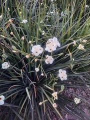 Dietes bicolor