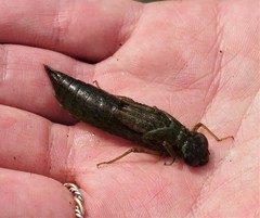Anax longipes