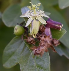 Passiflora suberosa litoralis