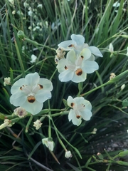Dietes bicolor