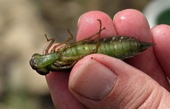 Anax longipes