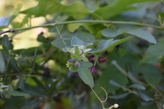 Passiflora suberosa litoralis