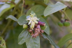 Passiflora suberosa litoralis