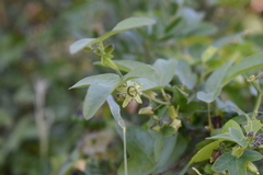Passiflora suberosa litoralis