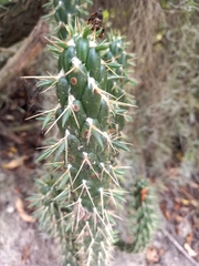 Austrocylindropuntia