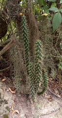Austrocylindropuntia