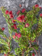 Erica haematocodon