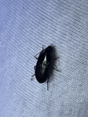 Selenophorus