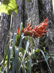 Tillandsia ponderosa