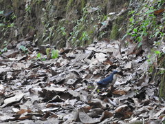 Melanotis hypoleucus