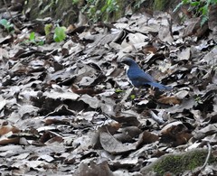 Melanotis hypoleucus