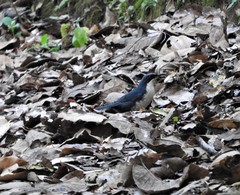 Melanotis hypoleucus