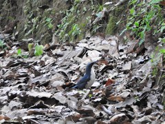 Melanotis hypoleucus