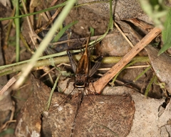 Loxoblemmus equestris