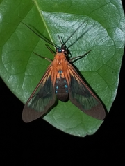 Cosmosoma telephus