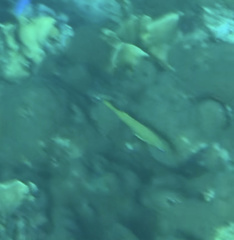 Haemulon flavolineatum