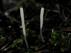 Clavaria falcata