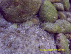 Microspathodon dorsalis