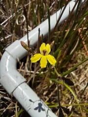 Goodenia gracilis