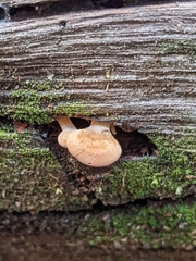 Panellus ligulatus