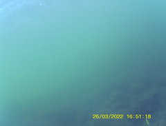 Thalassoma lucasanum