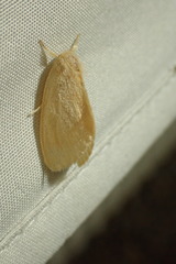 Euproctis habrostola