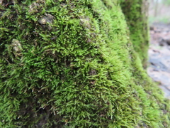 Amblystegium