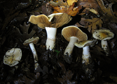 Cortinarius albofragrans