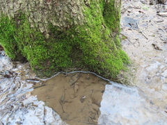 Amblystegium
