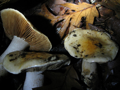 Cortinarius albofragrans