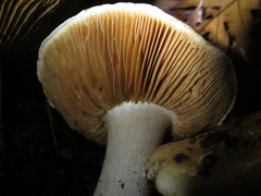 Cortinarius albofragrans