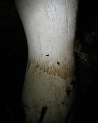 Cortinarius albofragrans