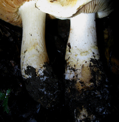 Cortinarius albofragrans