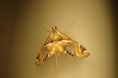 Margarosticha sphenotis