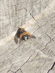 Microtropesa sinuata