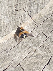 Microtropesa sinuata