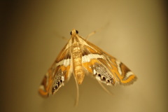 Margarosticha sphenotis