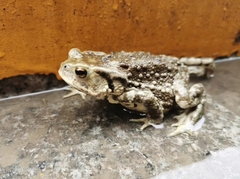 Bufo gargarizans