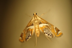 Margarosticha sphenotis