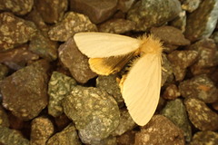 Euproctis habrostola